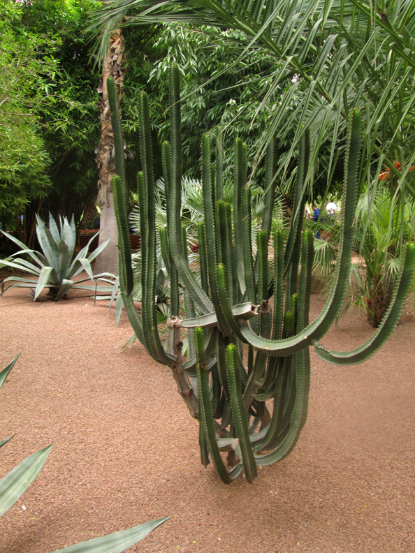 Jardin Majorelle in Marrakesh Morocco