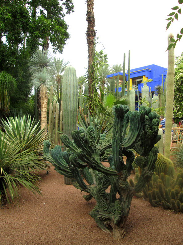 Jardin Majorelle in Marrakesh Morocco